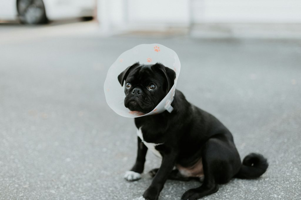 RSPCA dog warning