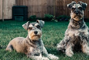 RSPCA dog warning