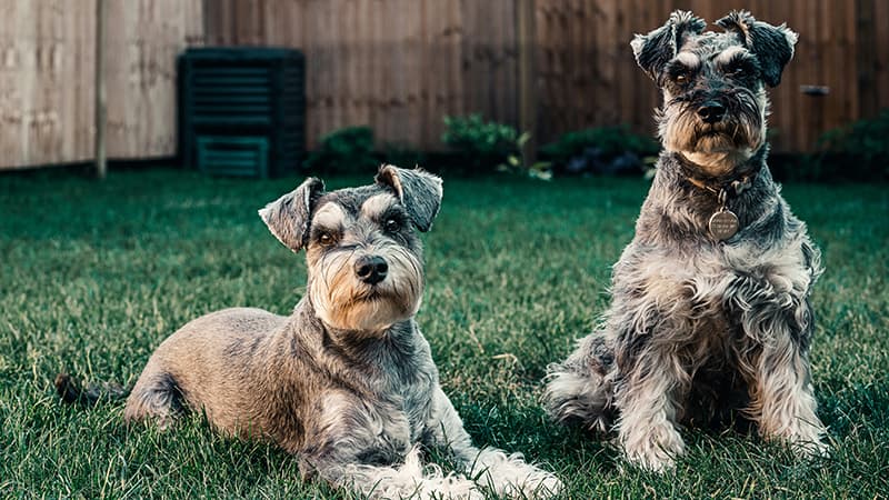 RSPCA dog warning