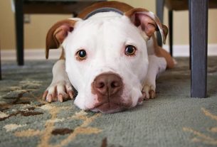 Facebook ban on pets and fireworks posts