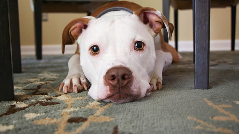 Facebook ban on pets and fireworks posts
